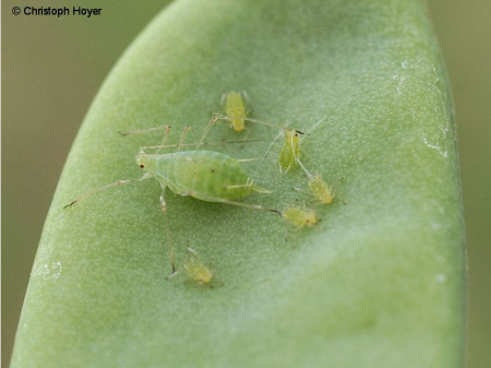 Erbsenblattläuse, Acyrthosiphon pisum 1 L Becher
