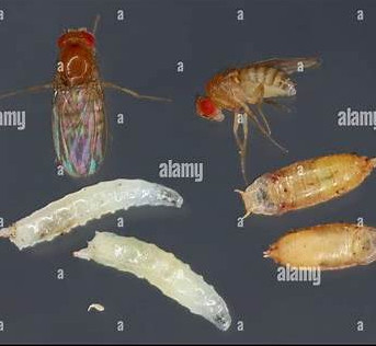 Flugunfähige Fruchtfliege Drosophila Melanogaster