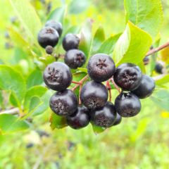 Aronia Schellenberg